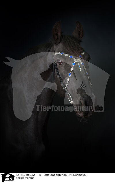 Friese Portrait / Friesian Horse Portrait / NS-05022