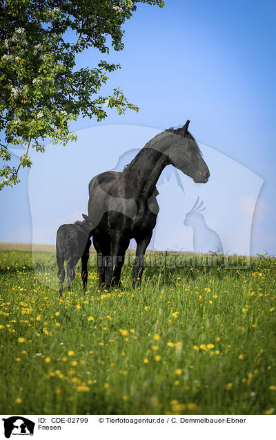 Friesen / Friesian Horses / CDE-02799