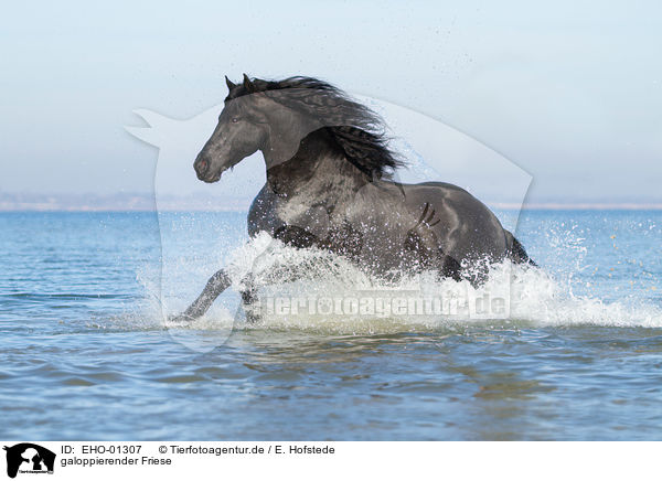 galoppierender Friese / galloping Friesian Horse / EHO-01307