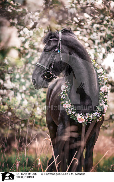 Friese Portrait / Friesian Horse Portrait / MAK-01065