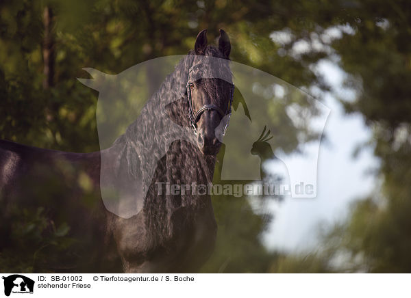 stehender Friese / standing Friesian Horse / SB-01002