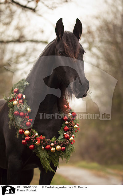 Friese Portrait / Friesian Horse portrait / SB-01006