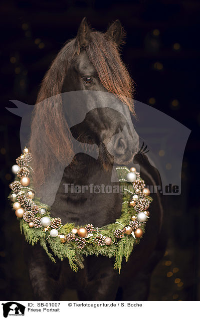 Friese Portrait / Friesian Horse portrait / SB-01007