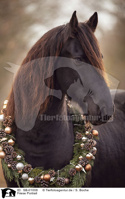 Friese Portrait / Friesian Horse portrait / SB-01008
