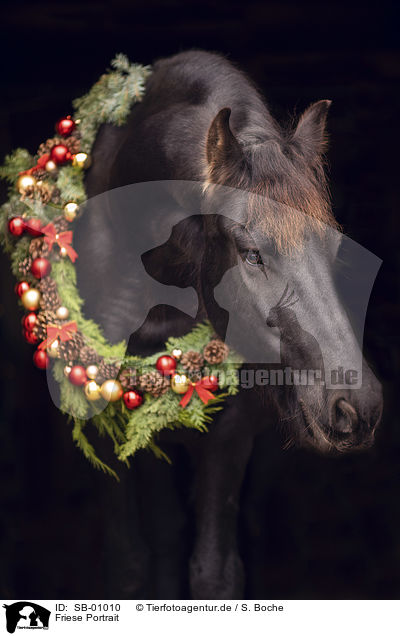 Friese Portrait / Friesian Horse portrait / SB-01010