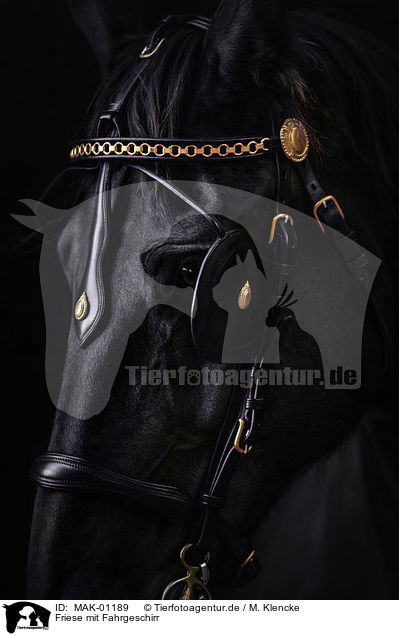 Friese mit Fahrgeschirr / Frisian Horse with harness, / MAK-01189
