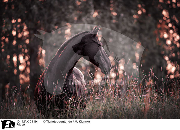 Friese / Frisian Horse / MAK-01191