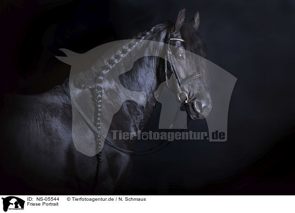 Friese Portrait / Friesian Horse portrait / NS-05544
