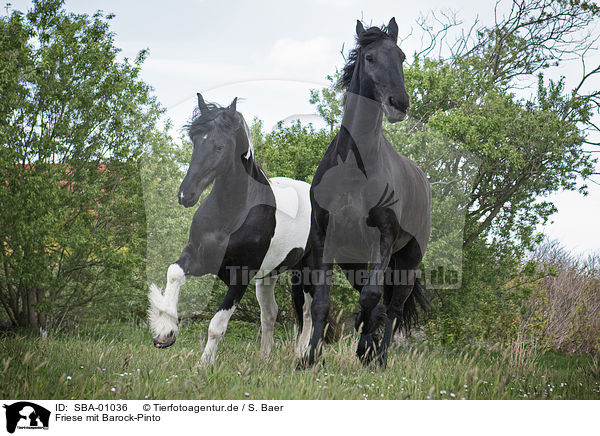 Friese mit Barock-Pinto / Friesian Horse with Baroque Pinto / SBA-01036