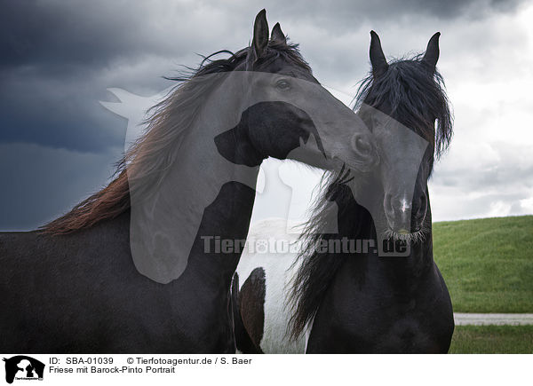 Friese mit Barock-Pinto Portrait / Friesian Horse with Baroque Pinto portrait / SBA-01039