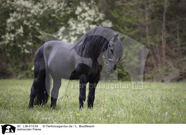 stehender Friese / LIB-01039