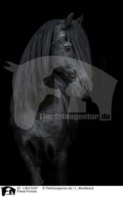 Friese Portrait / LIB-01047