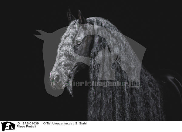 Friese Portrait / SAS-01039