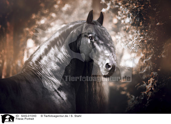 Friese Portrait / SAS-01040