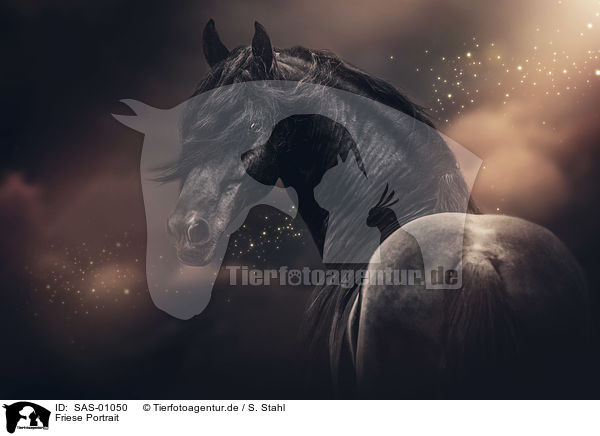 Friese Portrait / Friesian Horse portrait / SAS-01050