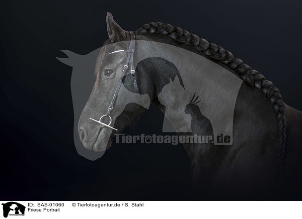 Friese Portrait / Friesian Horse portrait / SAS-01060