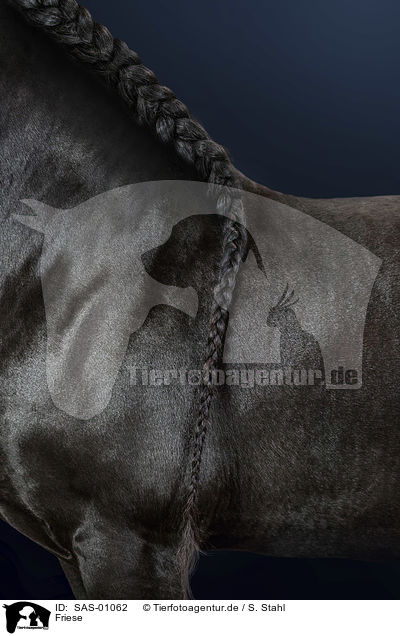 Friese / Friesian Horse / SAS-01062