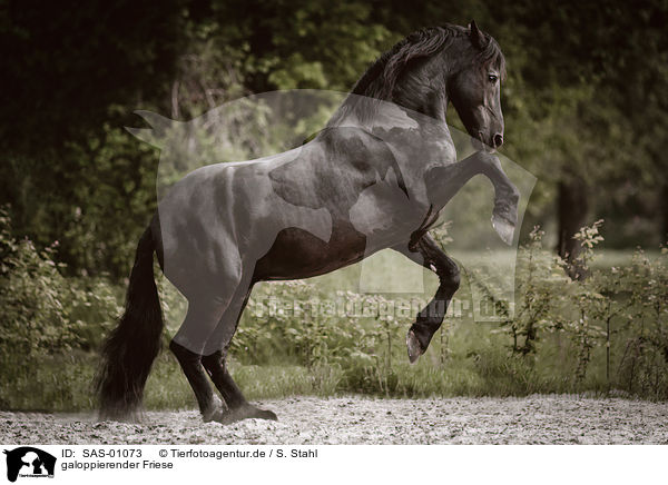 galoppierender Friese / galloping Friesian Horse / SAS-01073