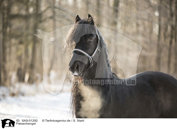 Friesenhengst / Frisian stallion / SAS-01292