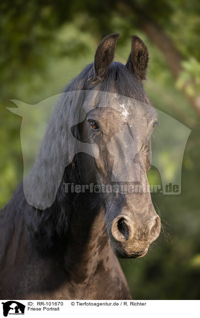 Friese Portrait / Friesian Horse portrait / RR-101670