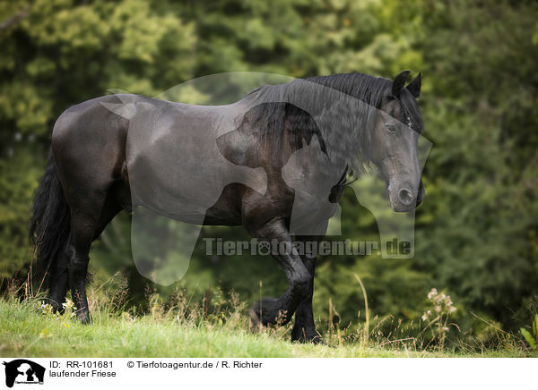 laufender Friese / walking Friesian Horse / RR-101681