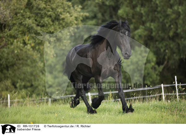 trabender Friese / trotting Friesian Horse / RR-101728