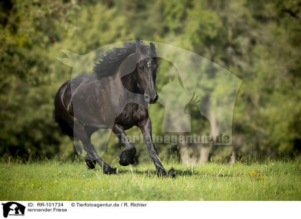 rennender Friese / running Friesian Horse / RR-101734