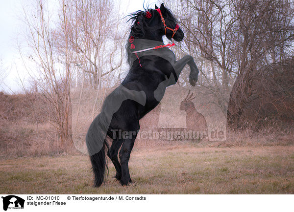 steigender Friese / rising Friesian Horse / MC-01010