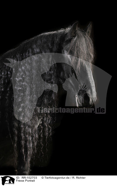 Friese Portrait / Friesian Horse portrait / RR-102703