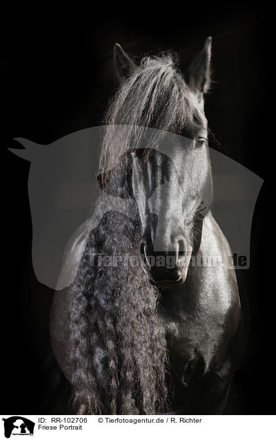 Friese Portrait / Friesian Horse portrait / RR-102706