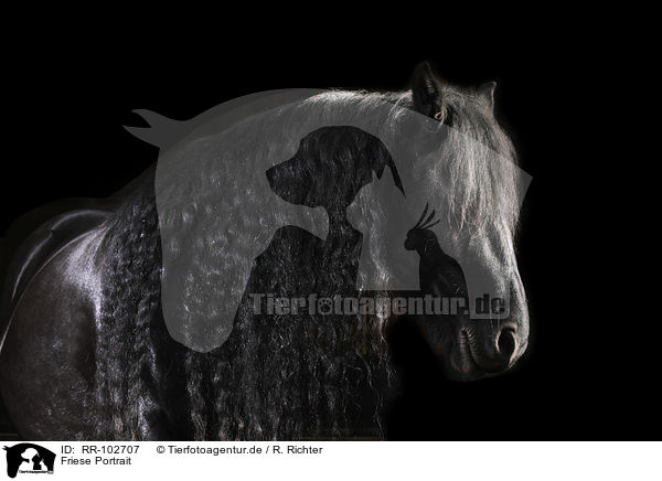Friese Portrait / Friesian Horse portrait / RR-102707