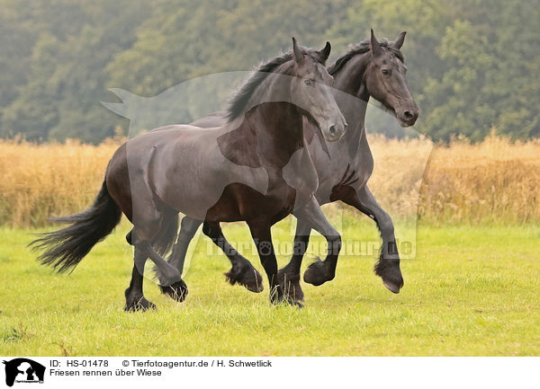 Friesen rennen �ber Wiese / Friesians run over meadow / HS-01478