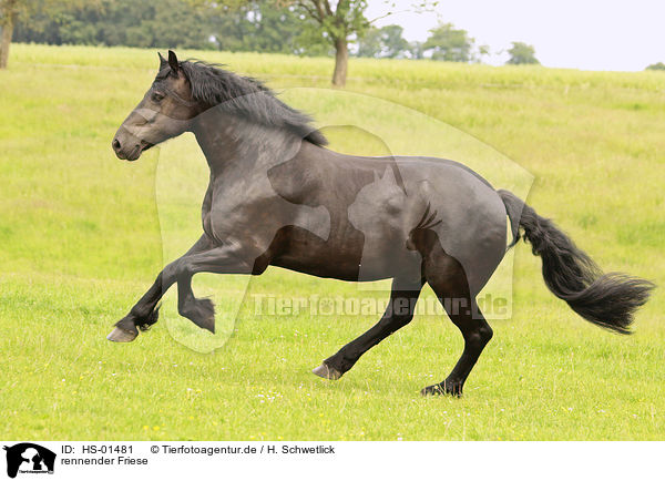 rennender Friese / running Frisian Horse / HS-01481