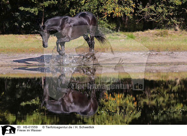 Friese im Wasser / Frisian Horse in the water / HS-01559