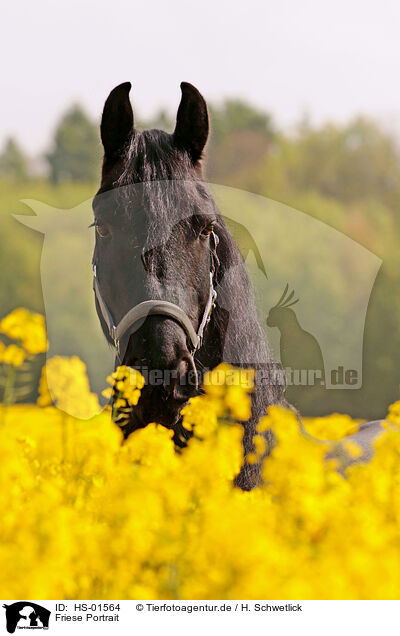 Friese Portrait / Frisian Horse portrait / HS-01564