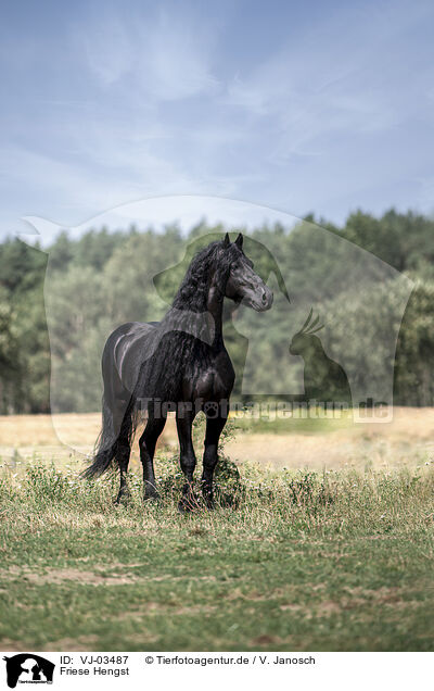 Friese Hengst / VJ-03487