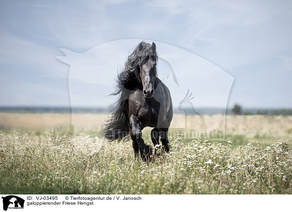 galoppierender Friese Hengst / VJ-03495