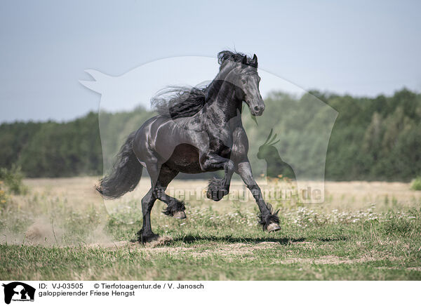 galoppierender Friese Hengst / VJ-03505
