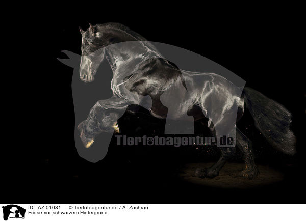 Friese vor schwarzem Hintergrund / Frisian Horse in front of black background / AZ-01081