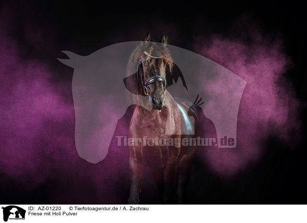 Friese mit Holi Pulver / Frisian horse with holi powder / AZ-01220