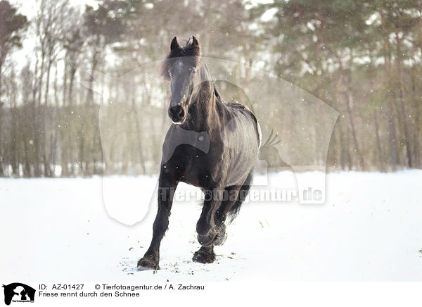 Friese rennt durch den Schnee / AZ-01427