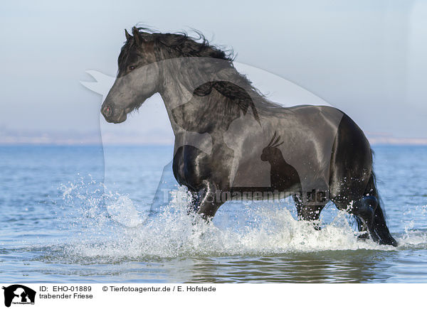 trabender Friese / trotting Frisian / EHO-01889