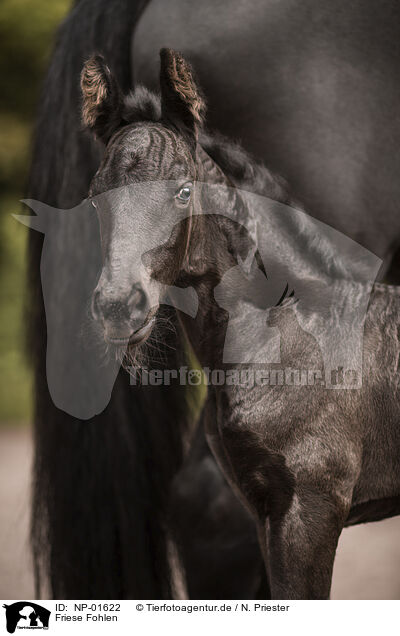 Friese Fohlen / Frisian foal / NP-01622