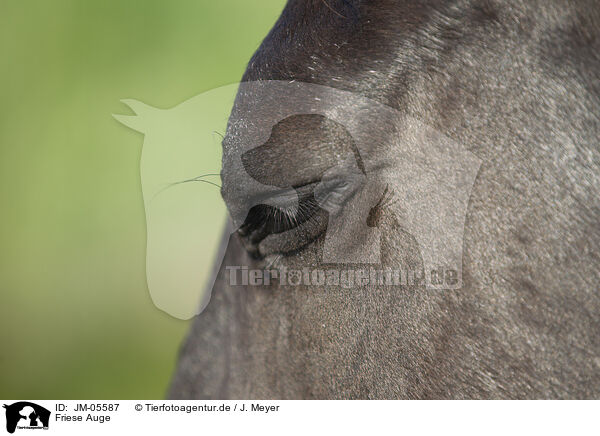Friese Auge / Friesian eye / JM-05587