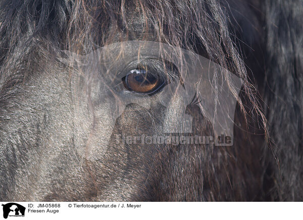 Friesen Auge / eye of a frisian horse / JM-05868