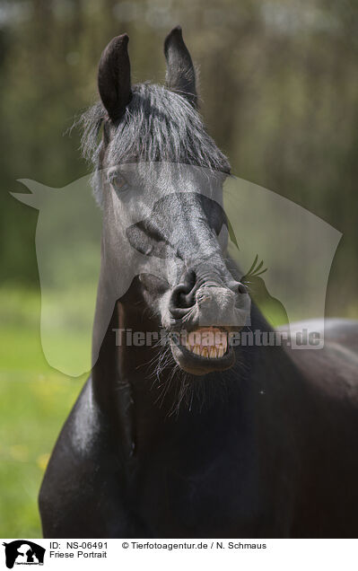 Friese Portrait / Friesian horse portrait / NS-06491