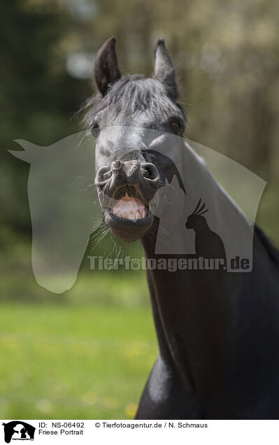 Friese Portrait / Friesian horse portrait / NS-06492