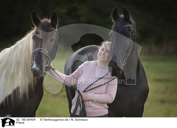 Friese / Friesian Horse / NS-06494