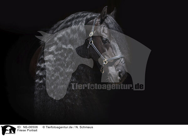 Friese Portrait / Friesian Horse Portrait / NS-06506