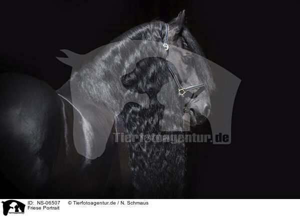 Friese Portrait / Friesian Horse Portrait / NS-06507